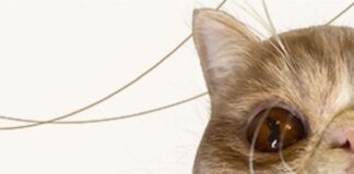 2024 Capital Fringe Review: ‘My Cat Named Lucy’ by Peyton Smetana (3 stars)